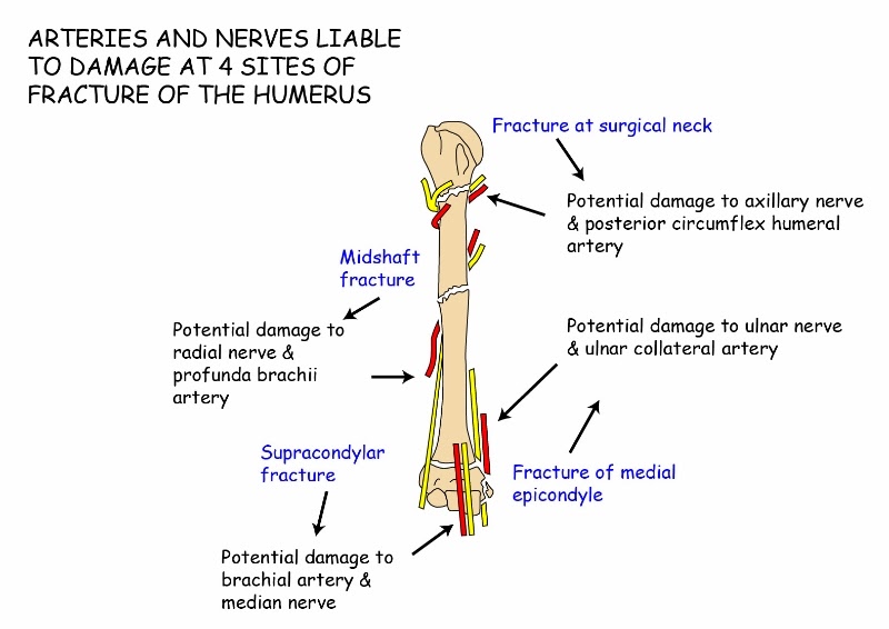 nerve and vessels related to humerus