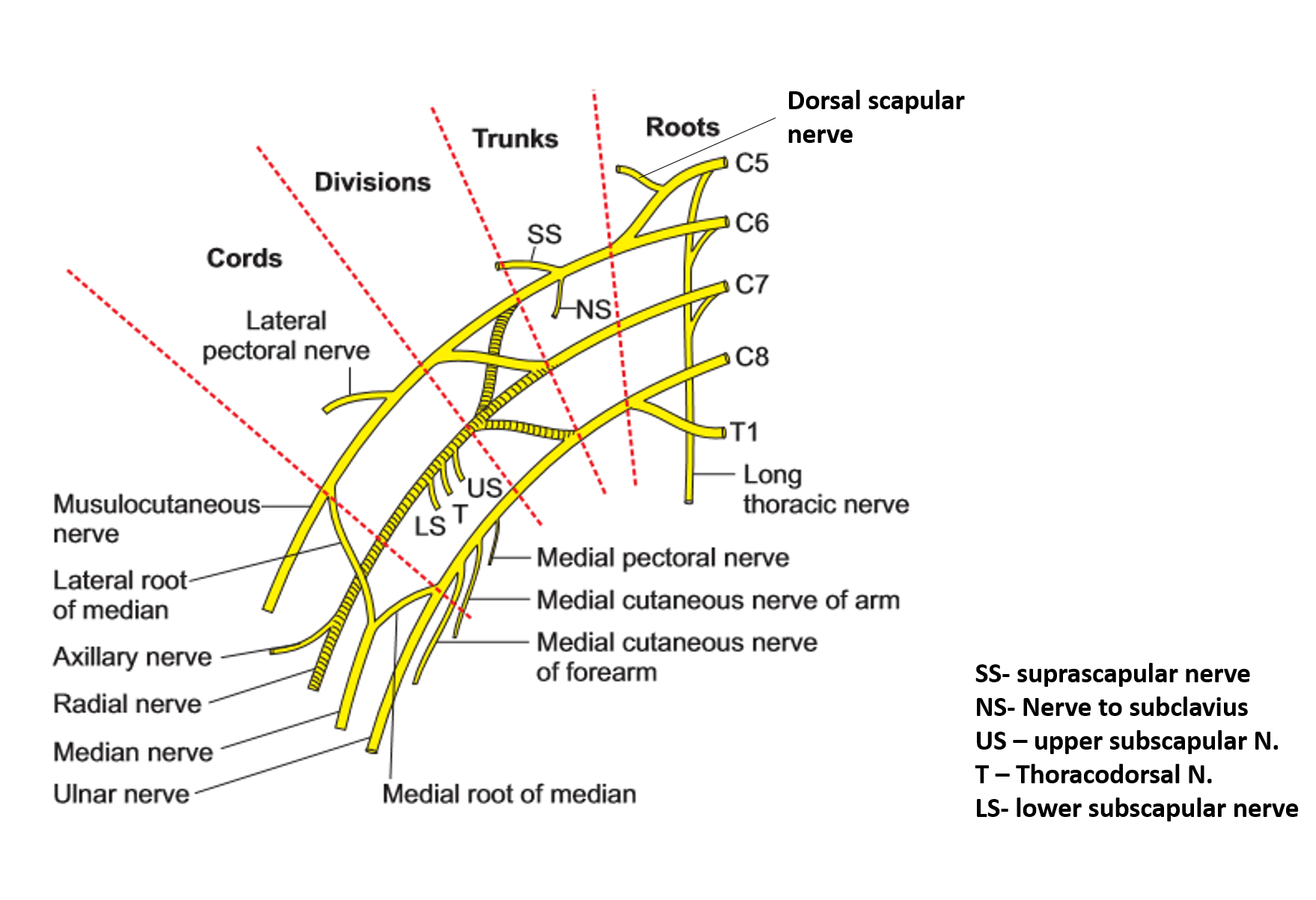 Axilla And Brachial Plexus - Anatomy QA