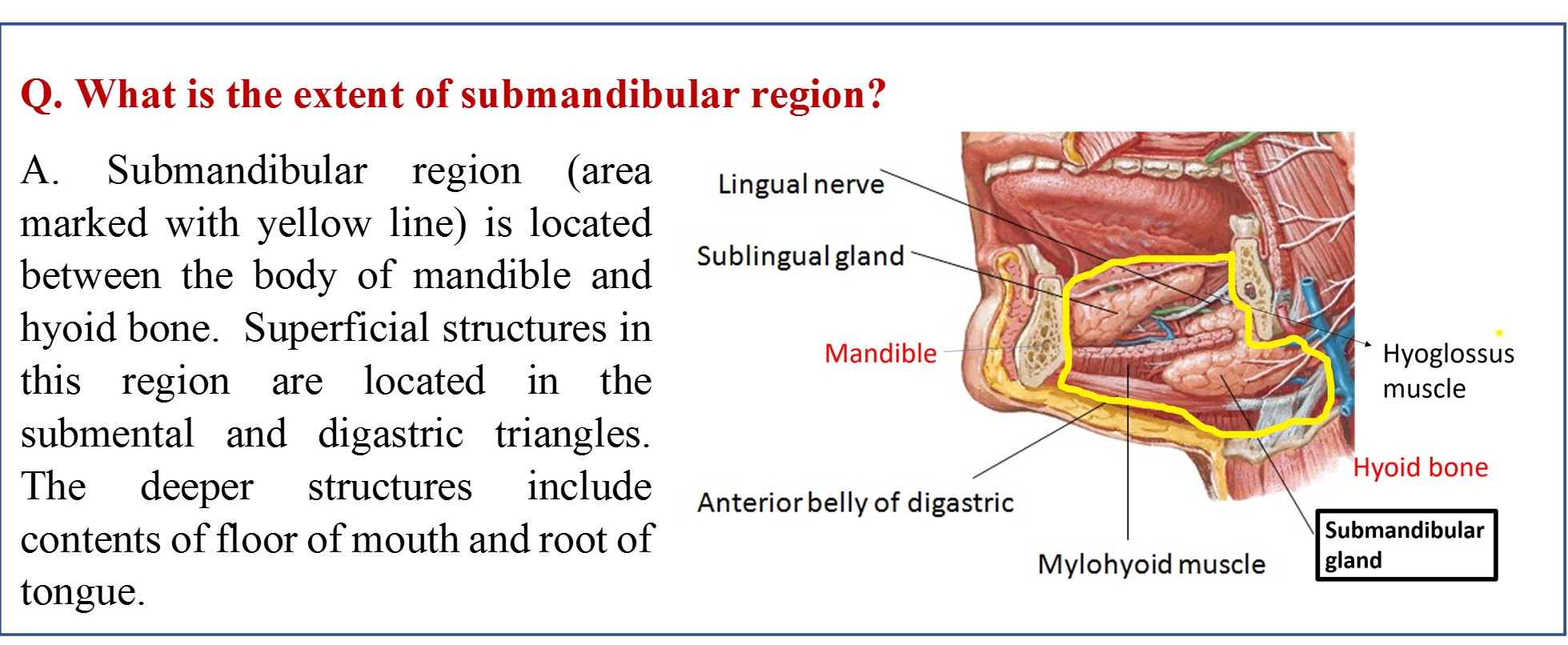 Submandibular Region - Anatomy QA