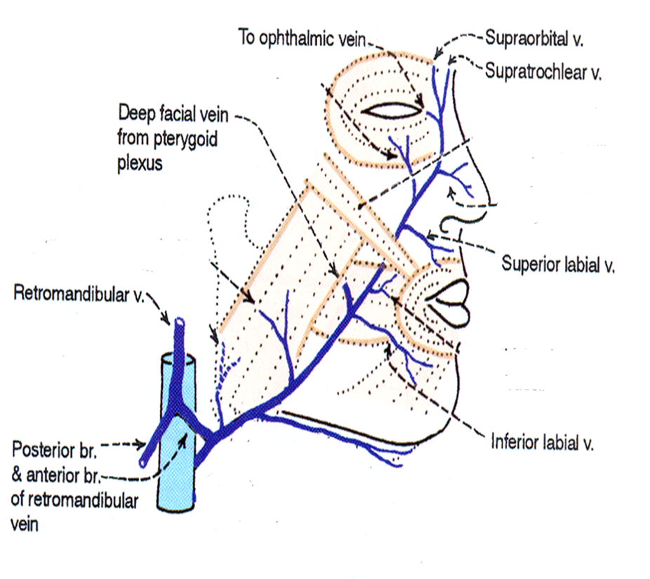 Anterior Facial Vein 6