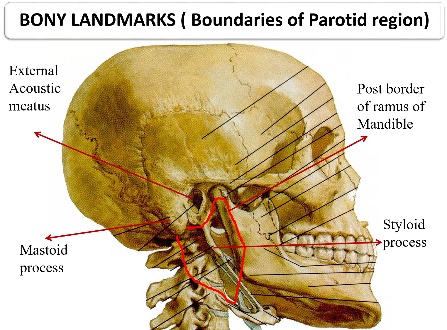 Parotid Gland - Anatomy QA