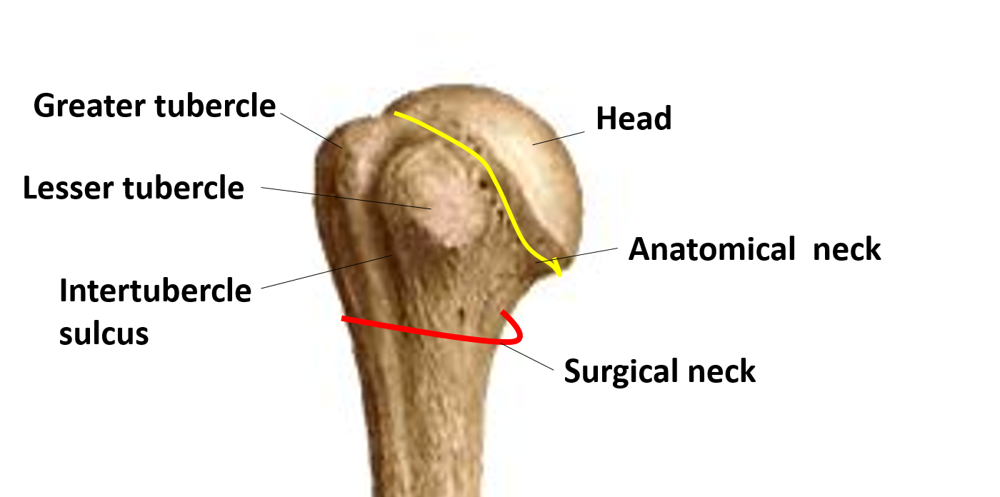 upper end of humerus