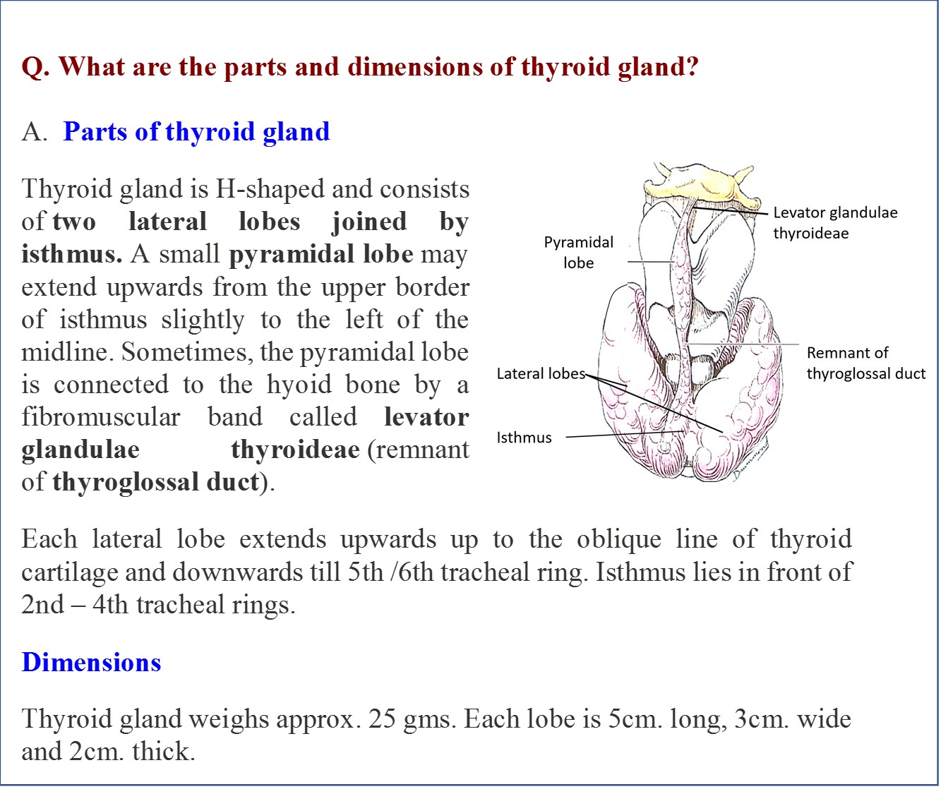Thyroid Gland - Anatomy QA