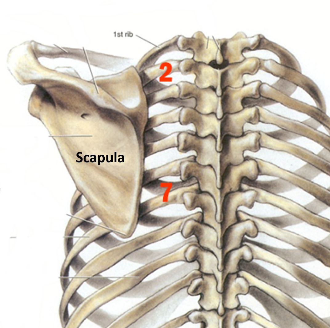  location of scapula