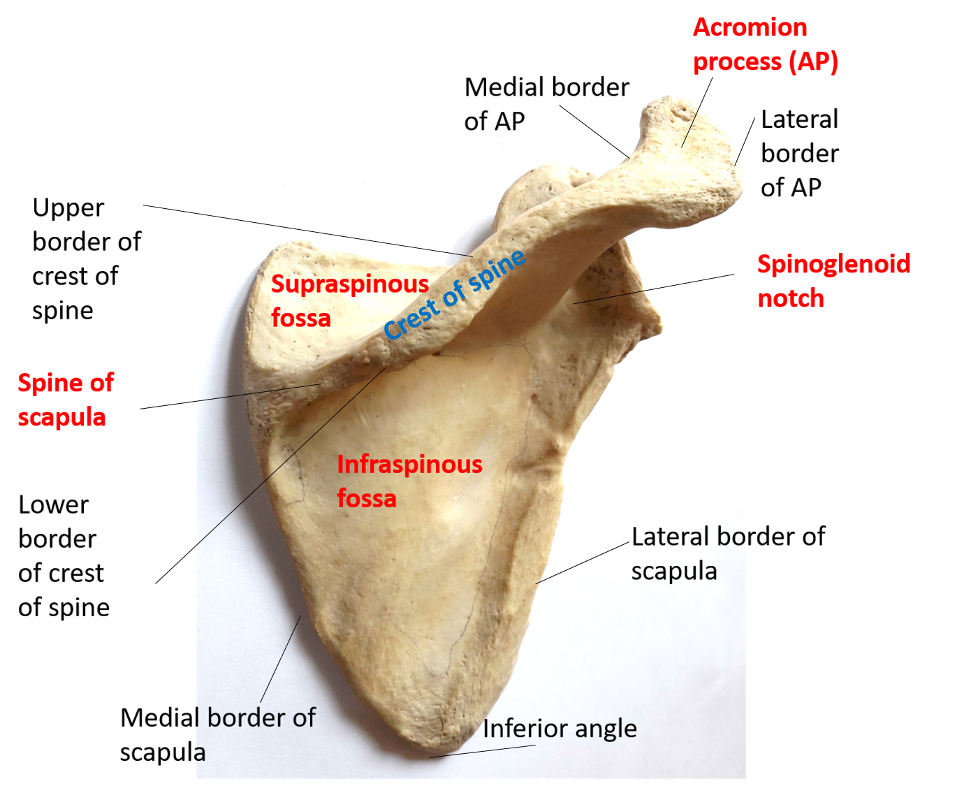 Scapula Anatomy Labeled