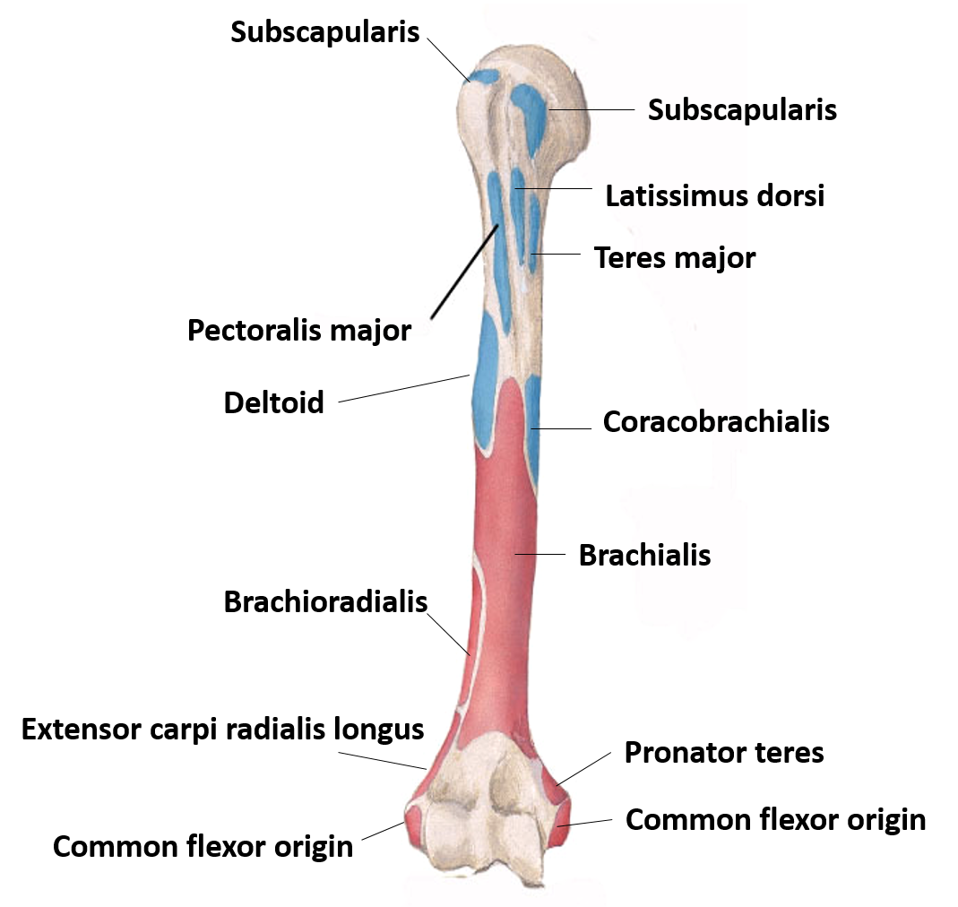 Muscle attachment on humerus