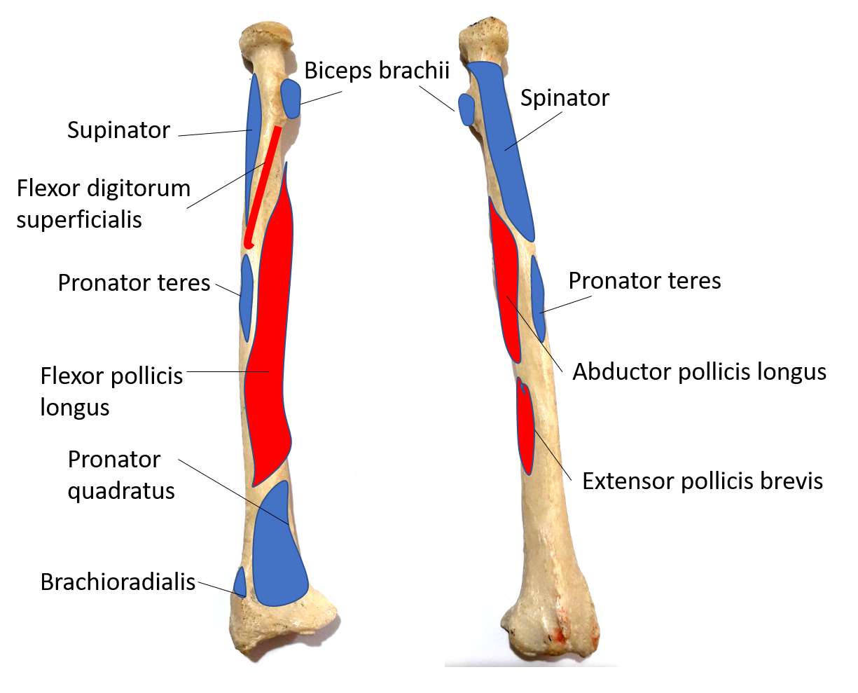 muscle attachment on radius