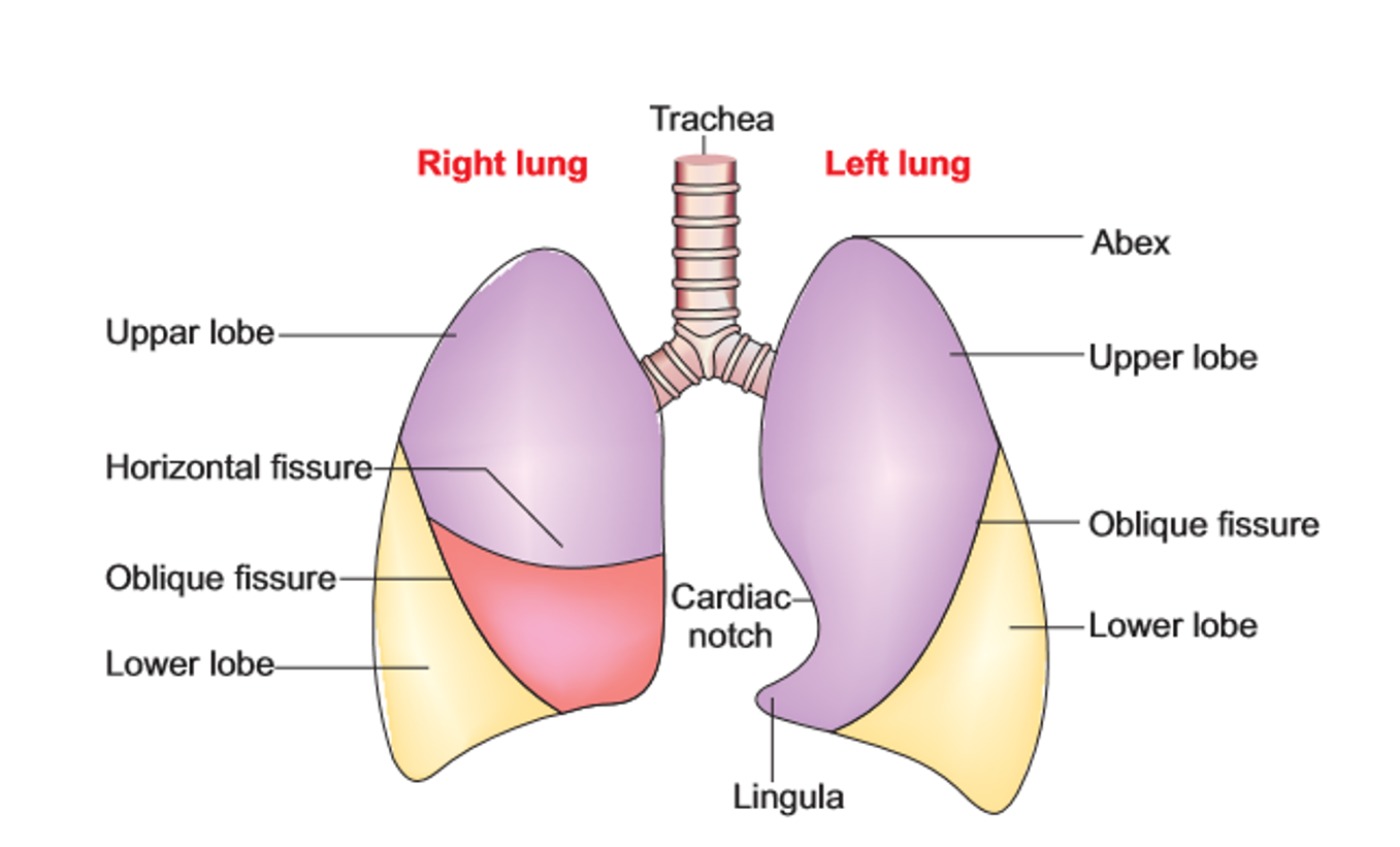 pleura-and-lungs-anatomy-qa