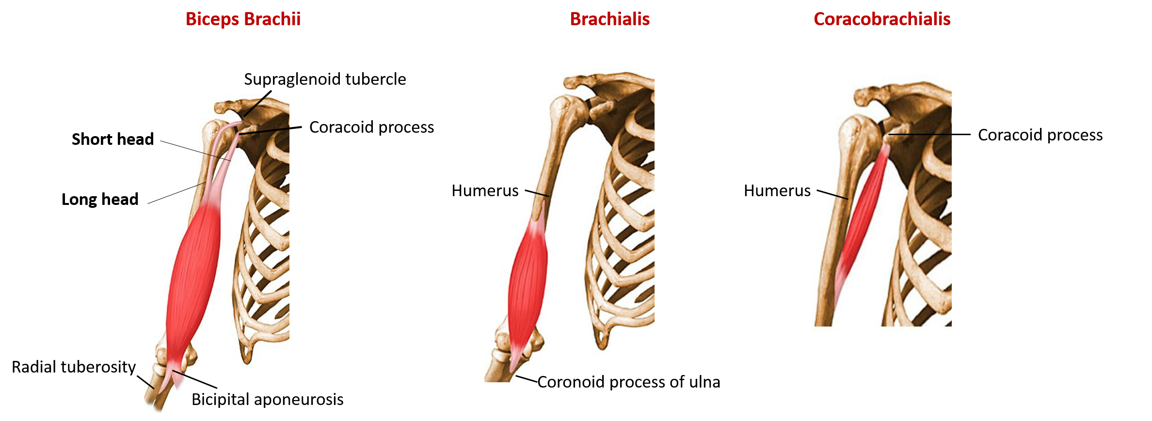 coracobrachialis muscle origin and insertion