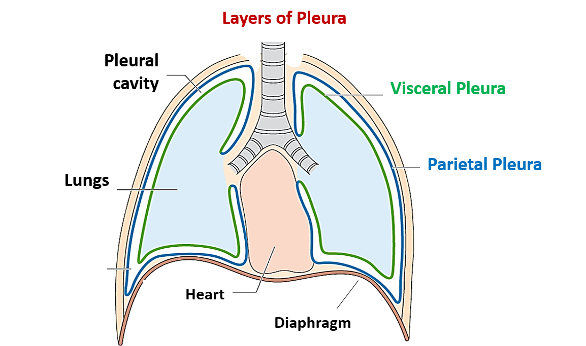 Pleura And Pleural Recesses Anatomy Qa