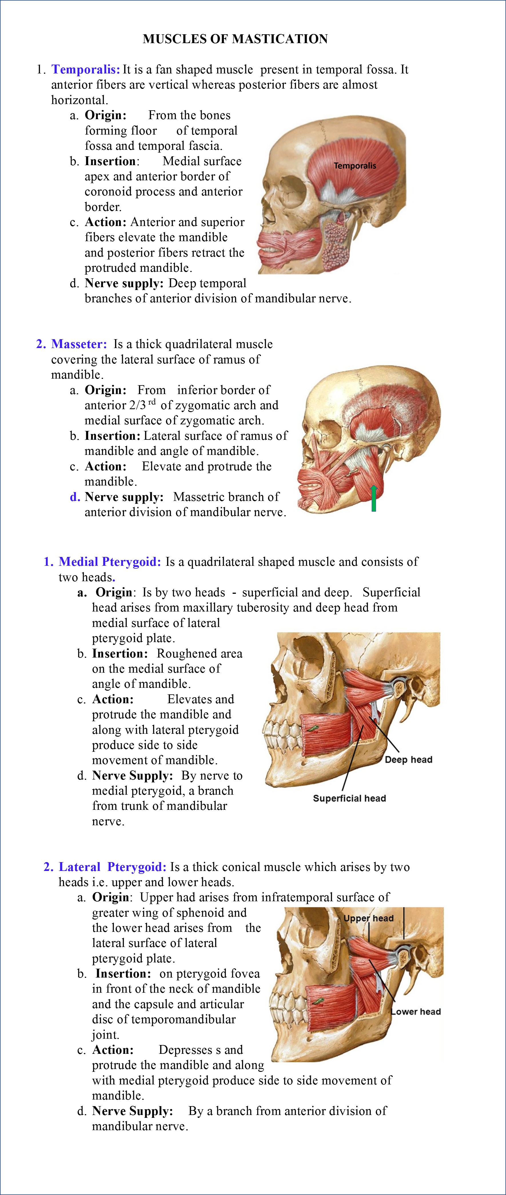 Muscles of Mastication and Temporomandibular Joint - Anatomy QA
