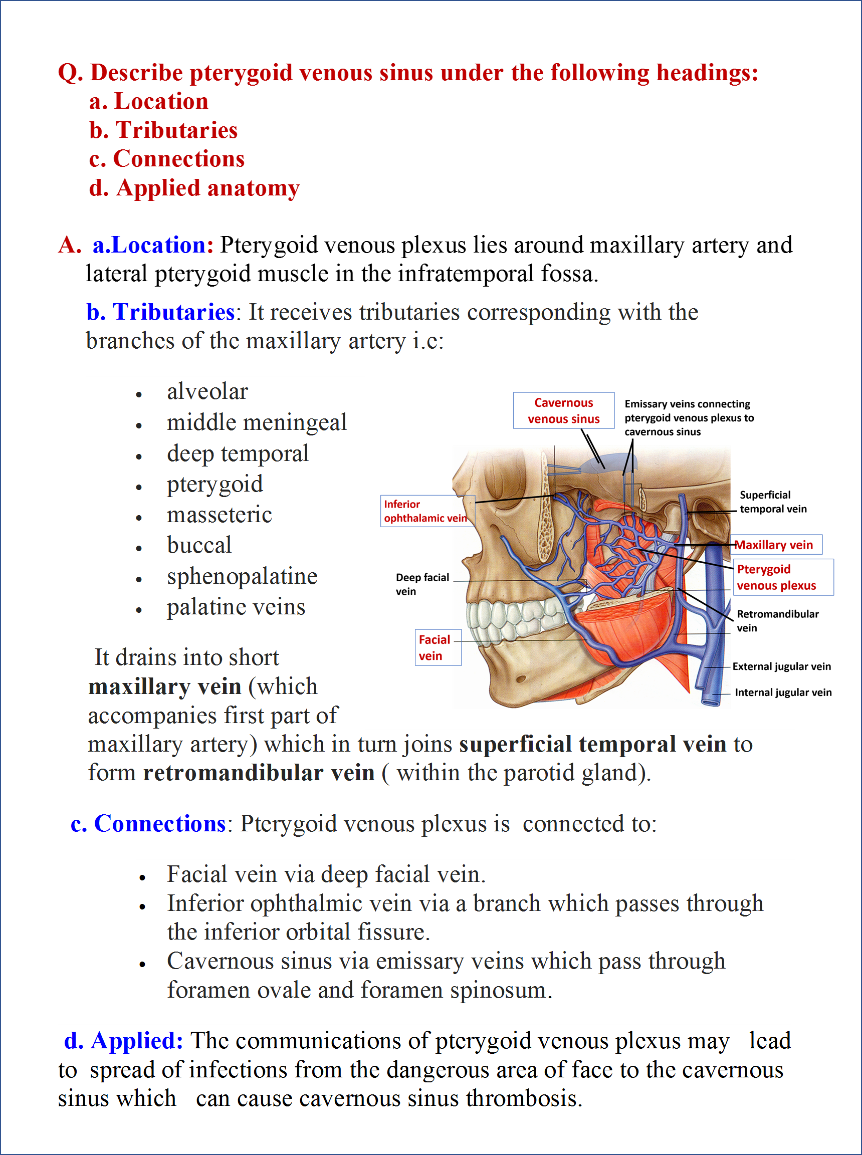 Temporal and Infratemporal Fossa - Anatomy QA