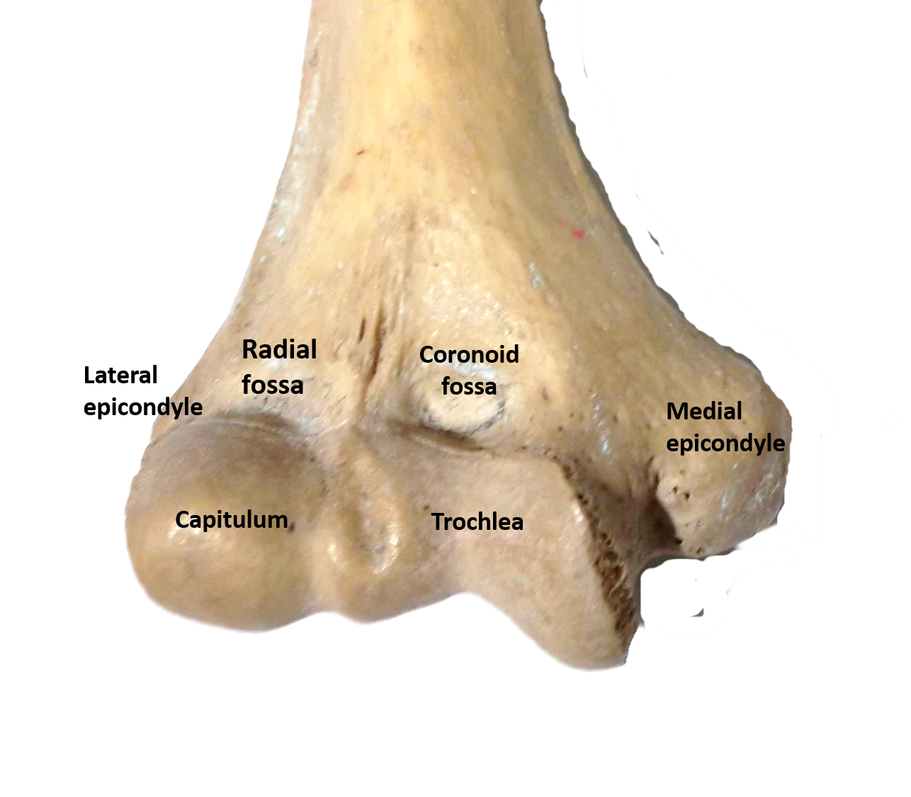 Humerus - Anatomy QA