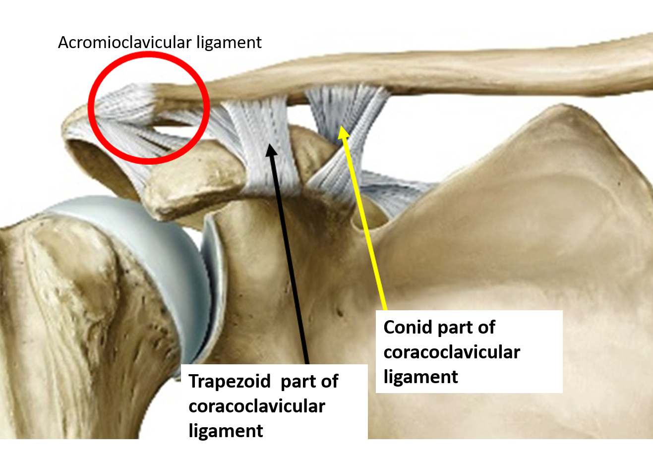 Coracoclavicular ligament