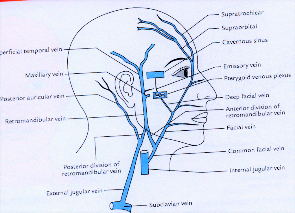 facial vein Deep