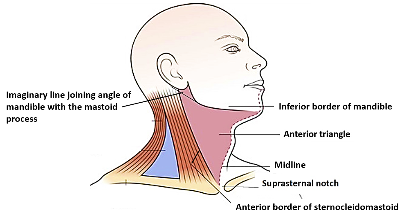 Anterior Triangle of Neck – Submental and Muscular triangles