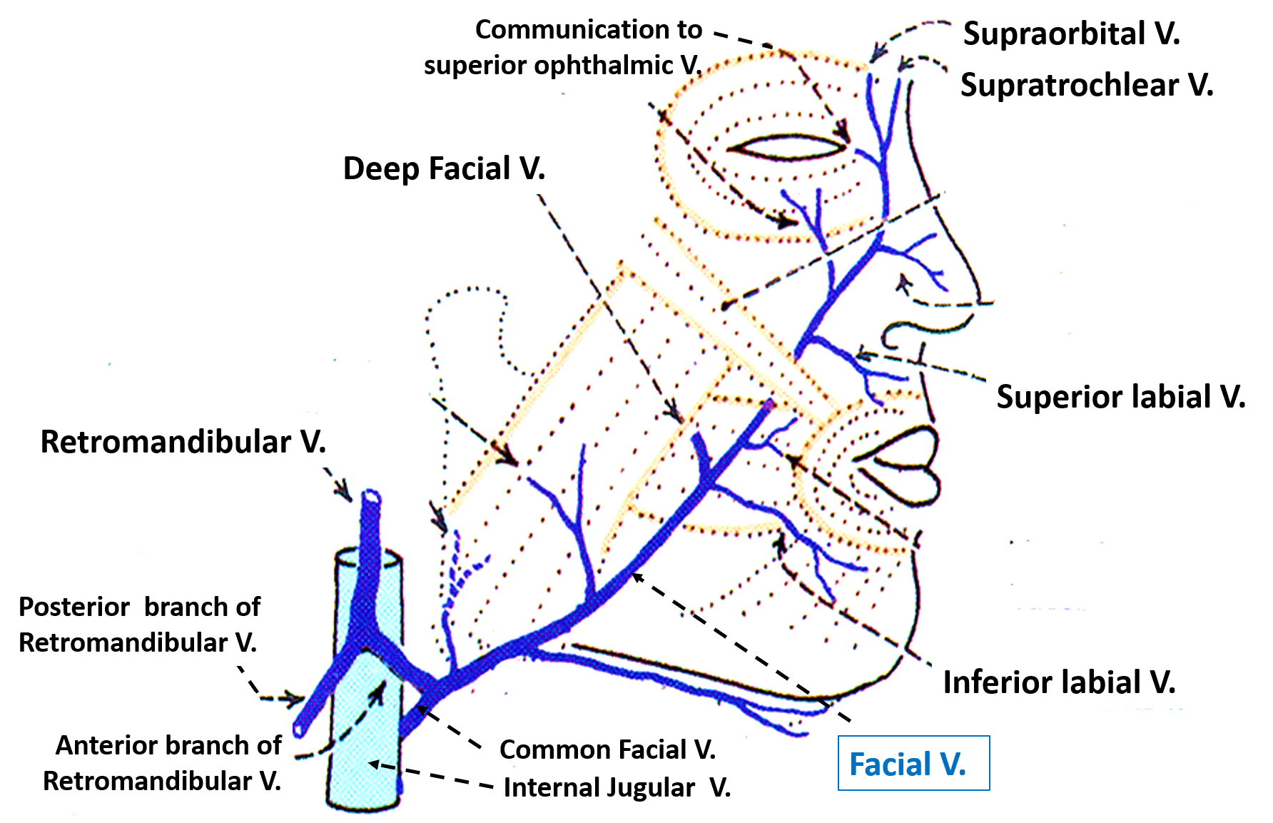 Face Venous And Lymphatic Drainage Anatomy Qa