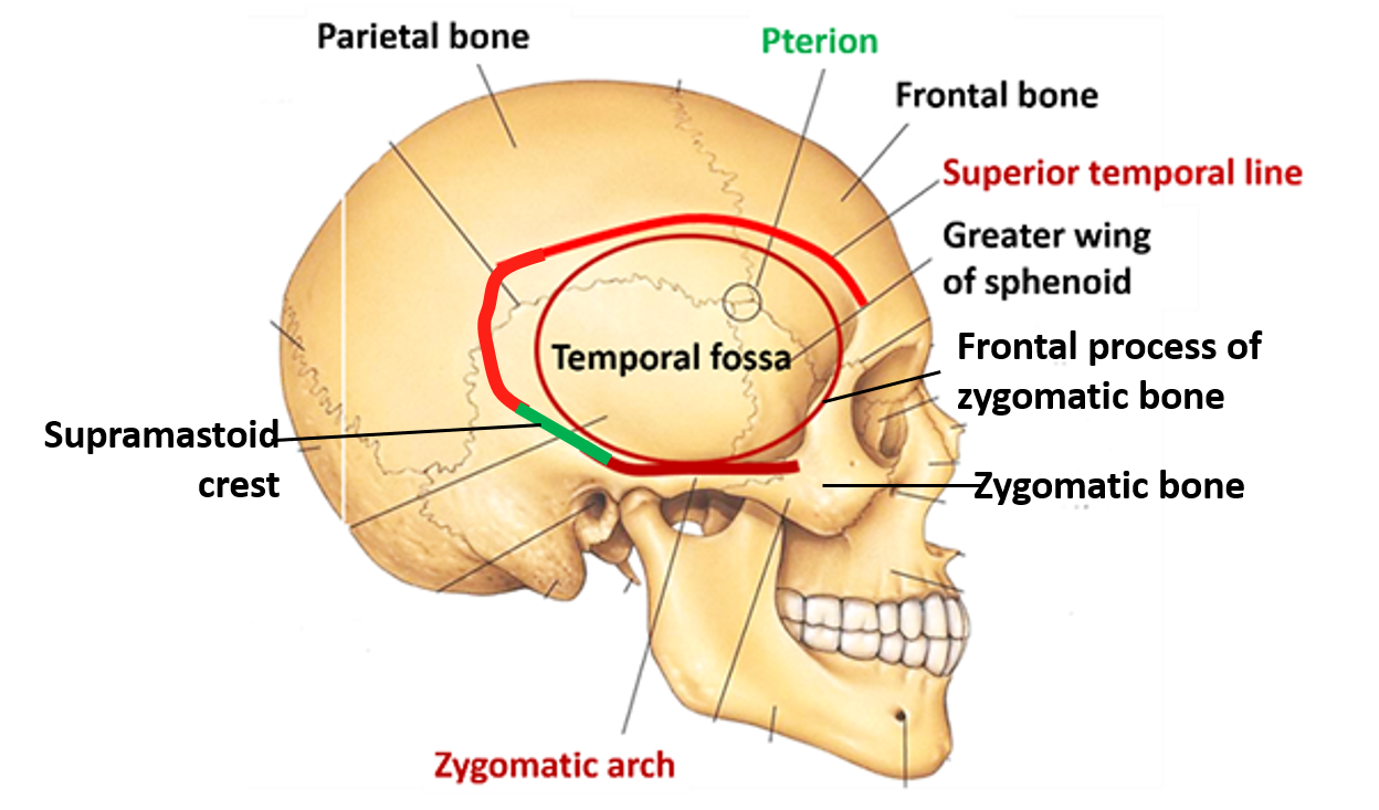 mandibular fossa of temporal bone