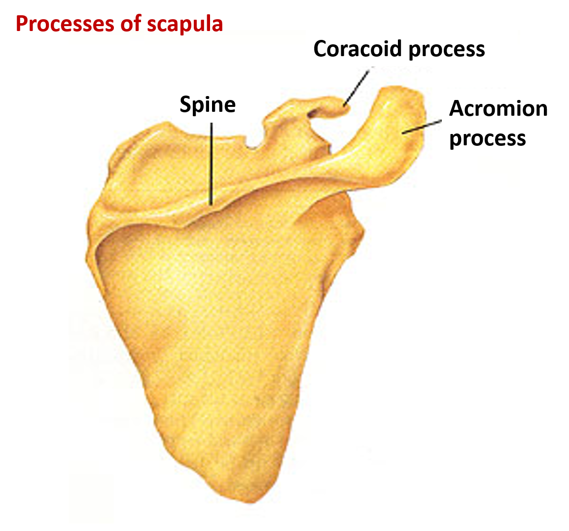 processes of scapula