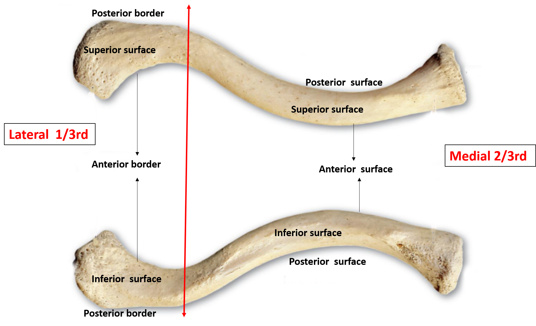 clavicle surfaces and borders