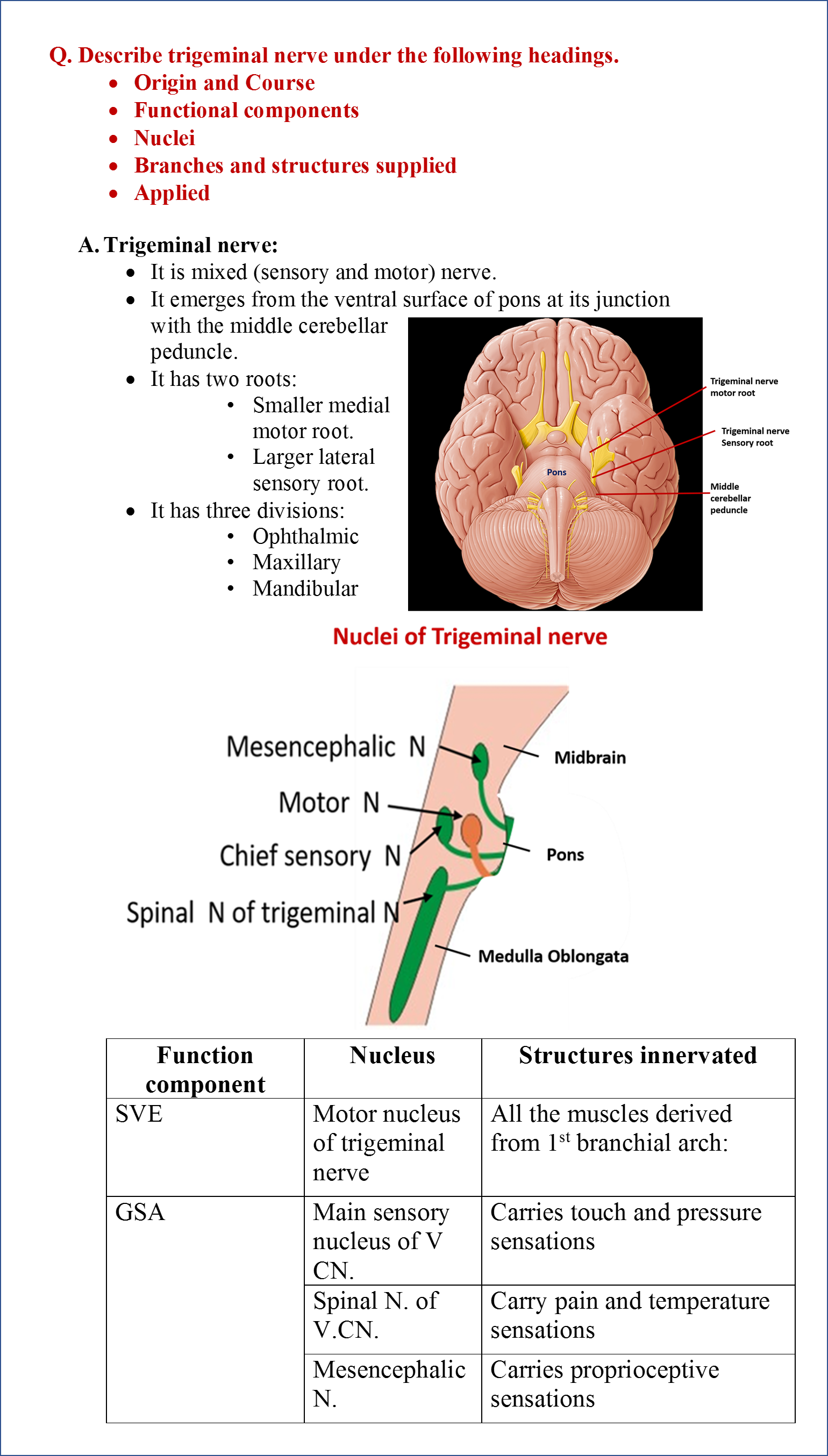 cranial-nerves-anatomy-qa