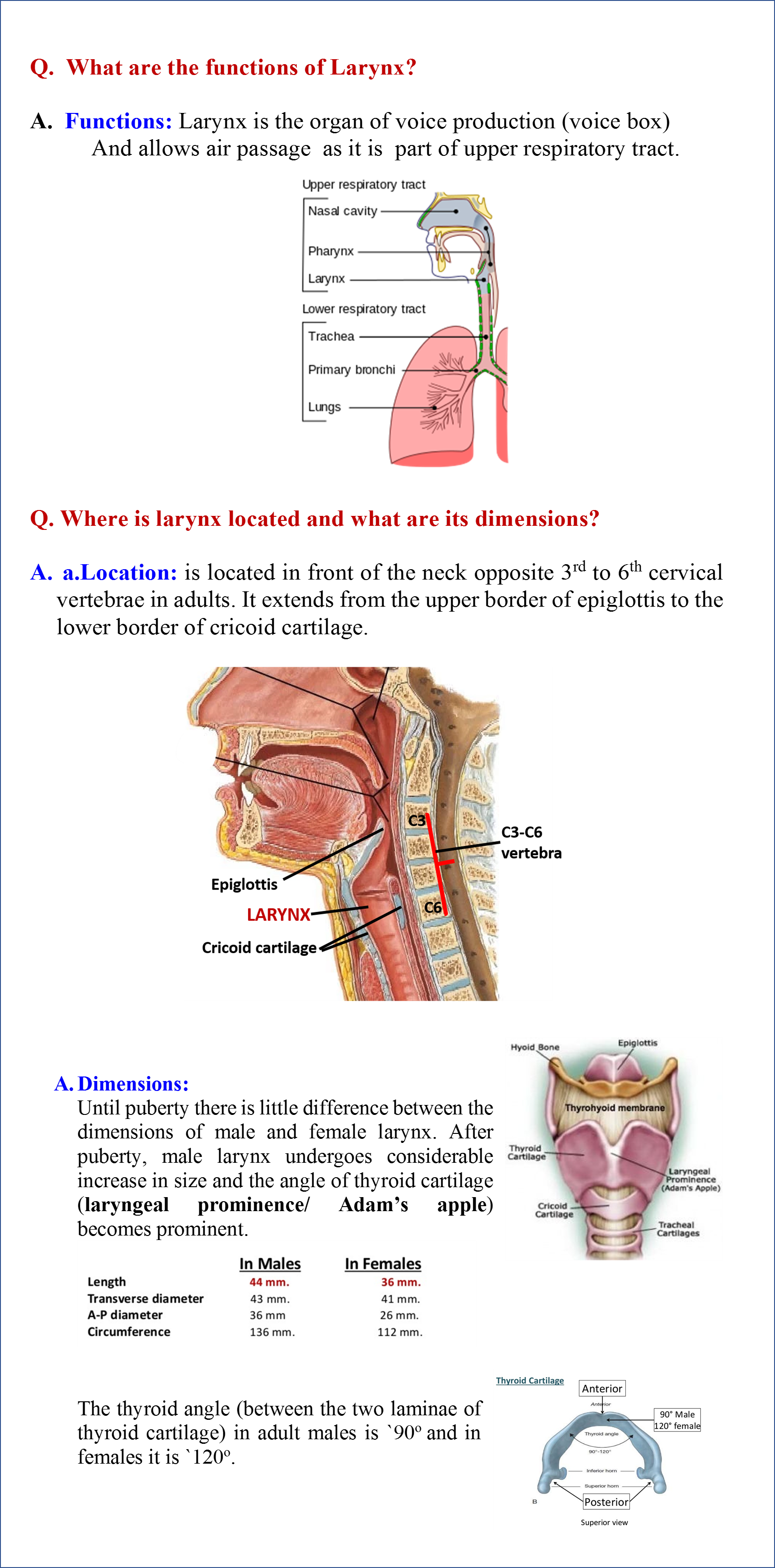 Larynx - Anatomy QA