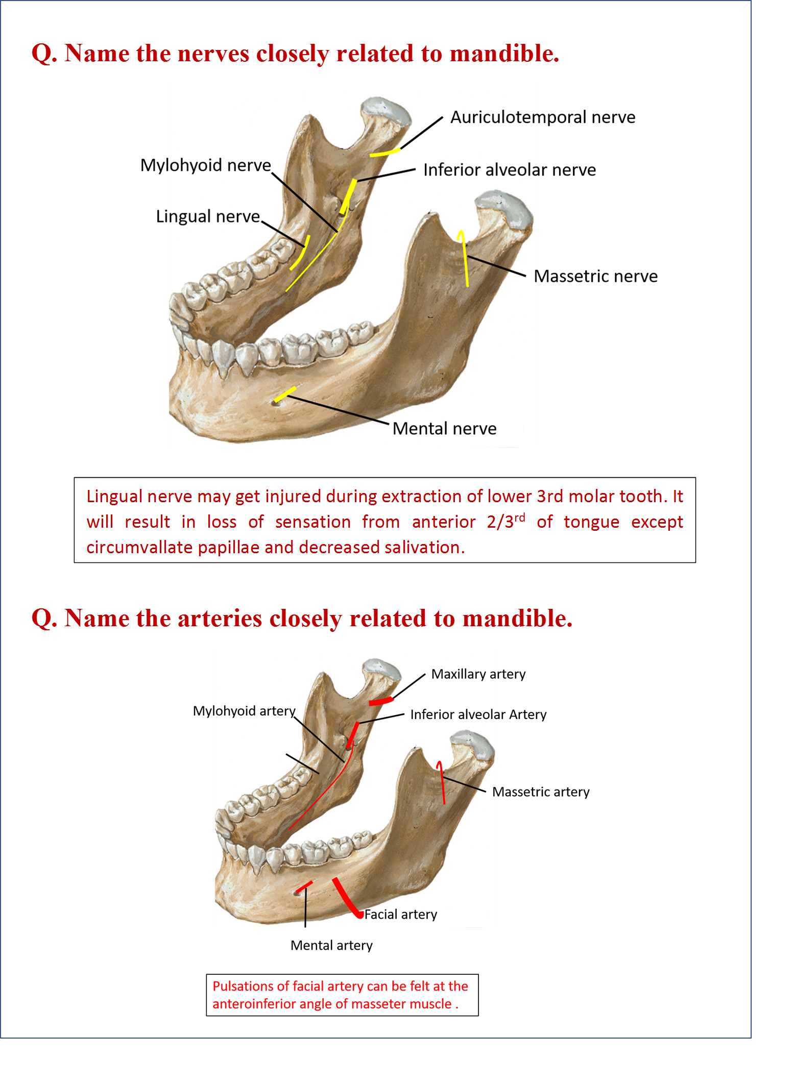 nerves and arteries related to mandible