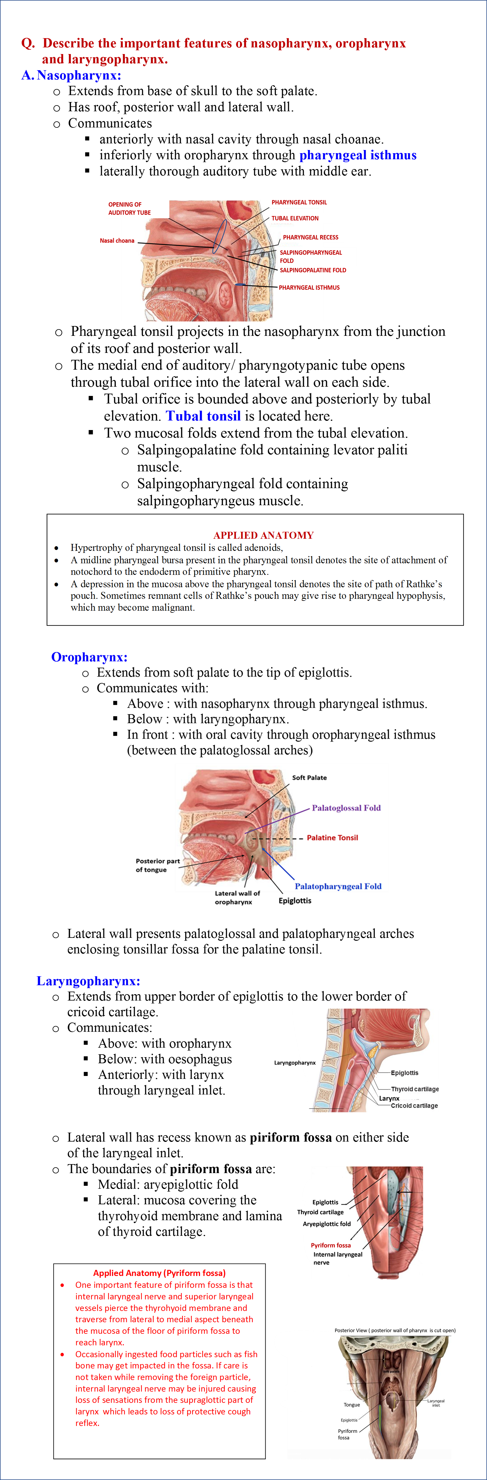 Pharynx - Anatomy QA