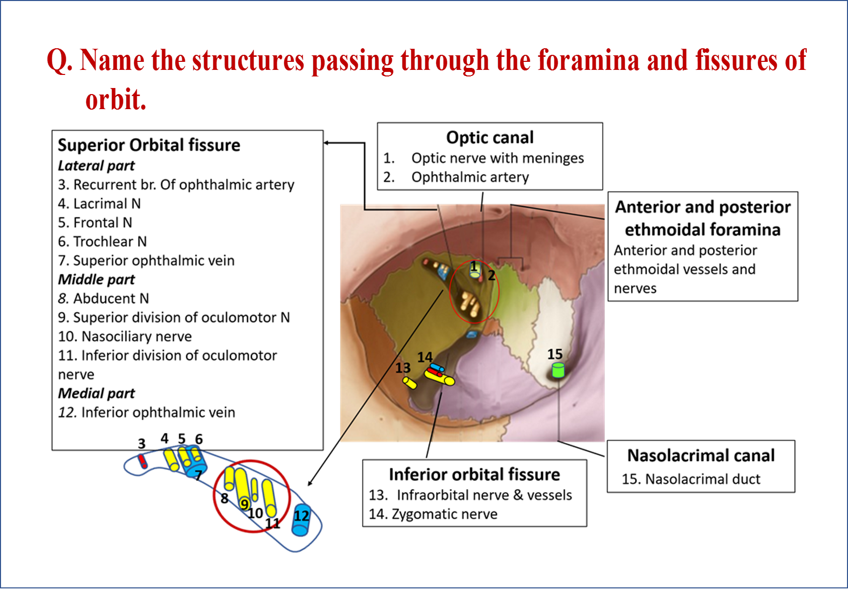 Structures passing through superior and inferior orbital fissure and optic canal