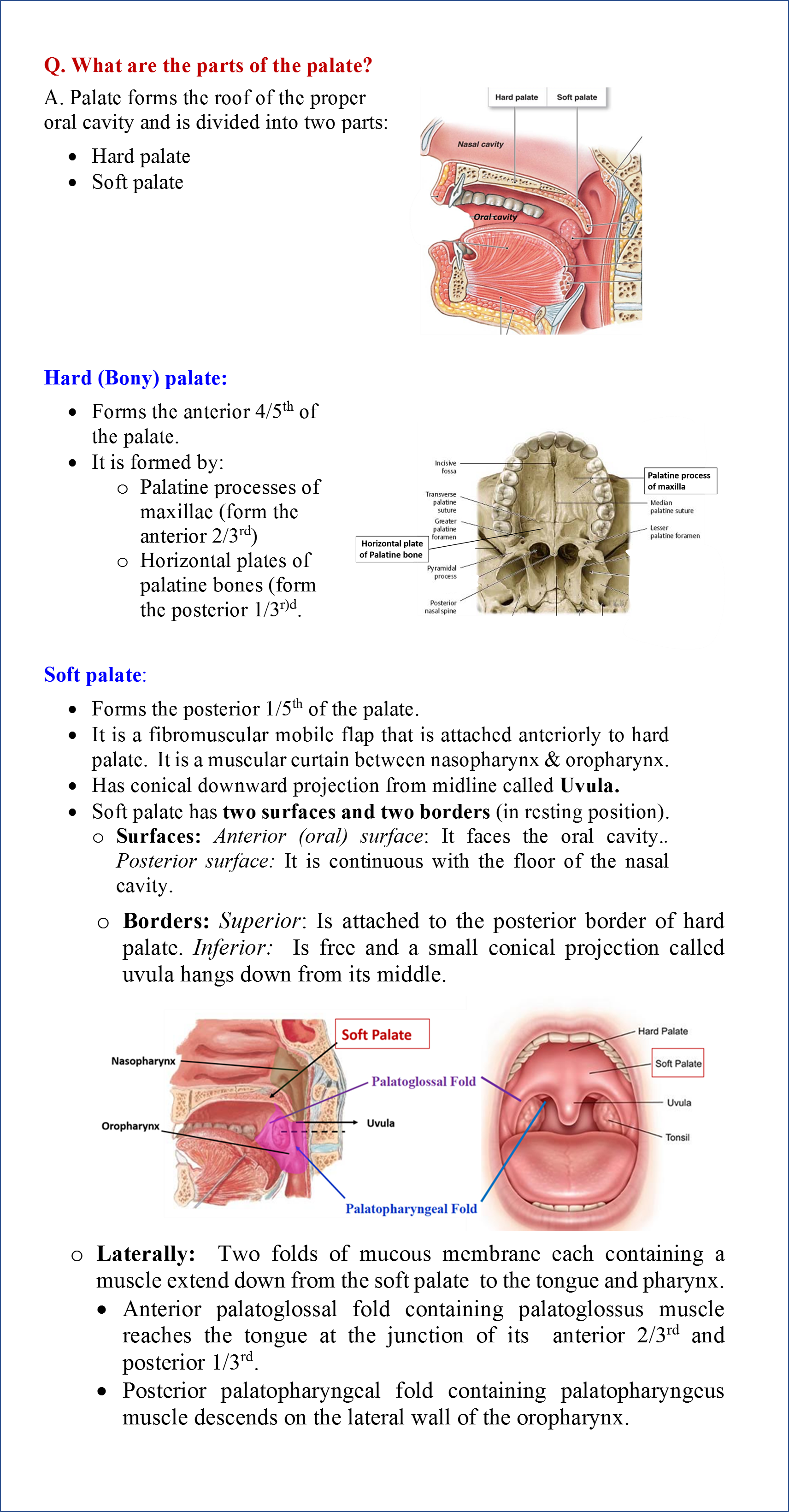 Palate - Anatomy QA