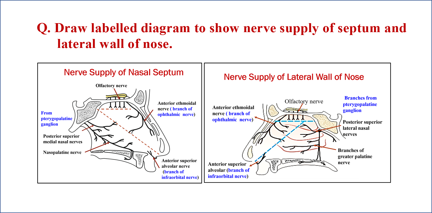 Nose and Nasal Cavity - Anatomy QA