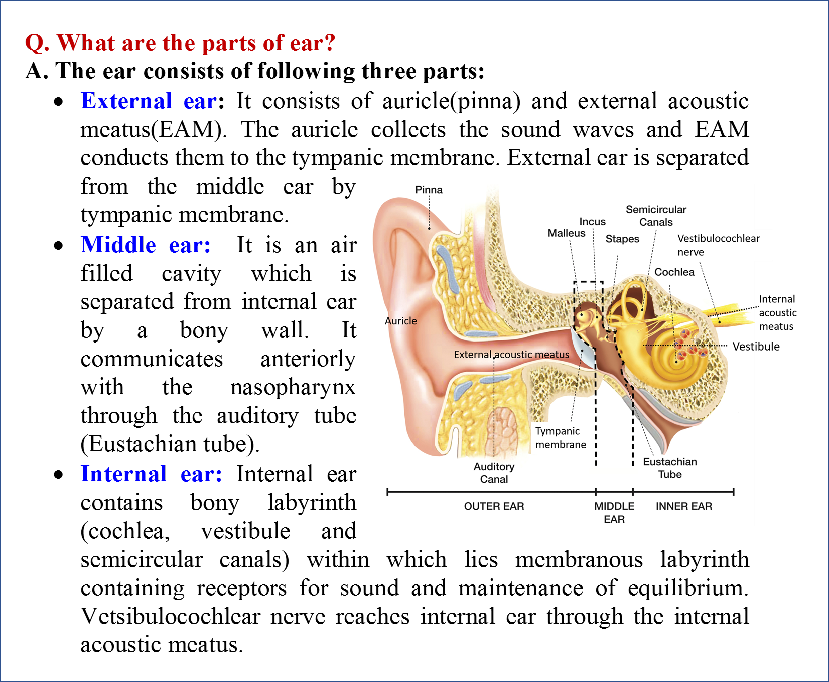Ear - Anatomy QA