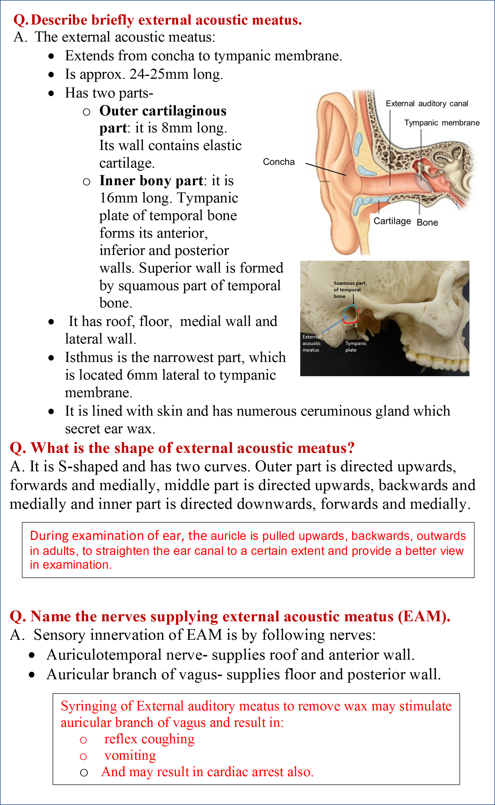 anatomy of the ear quiz