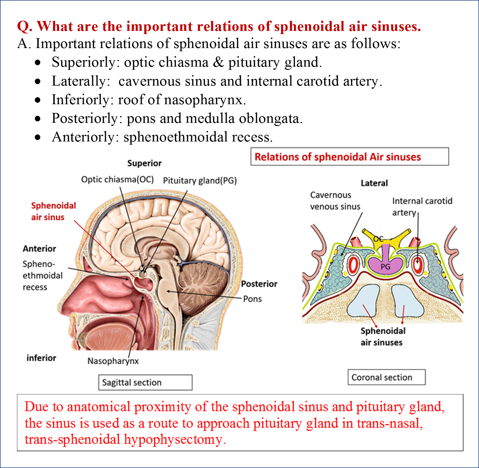 Diagram Back Of Head Sinus Diagram Mydiagramonline 