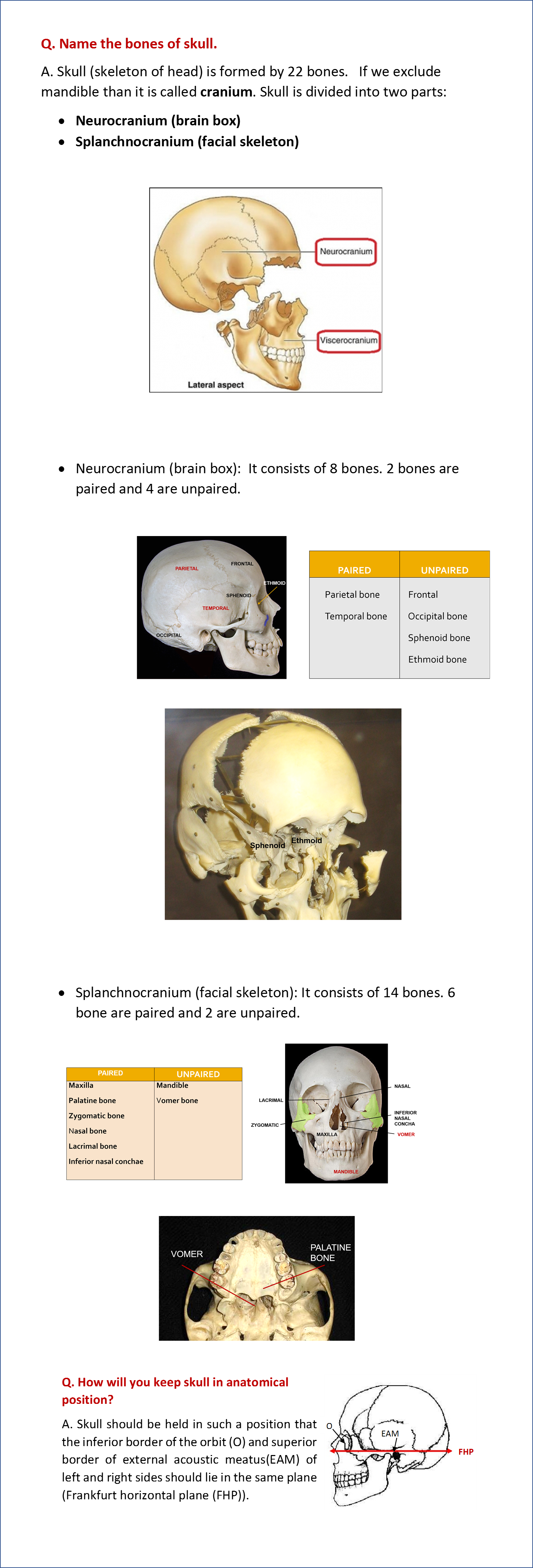Skull bones anatomy