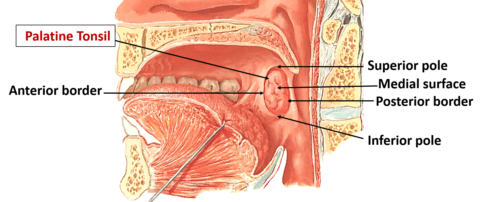 Pharyngeal basket