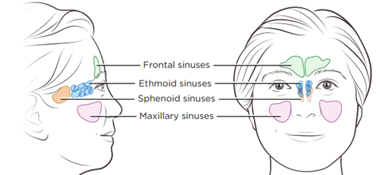 Paranasal Air Sinuses , location, Functions, Relations and Applied