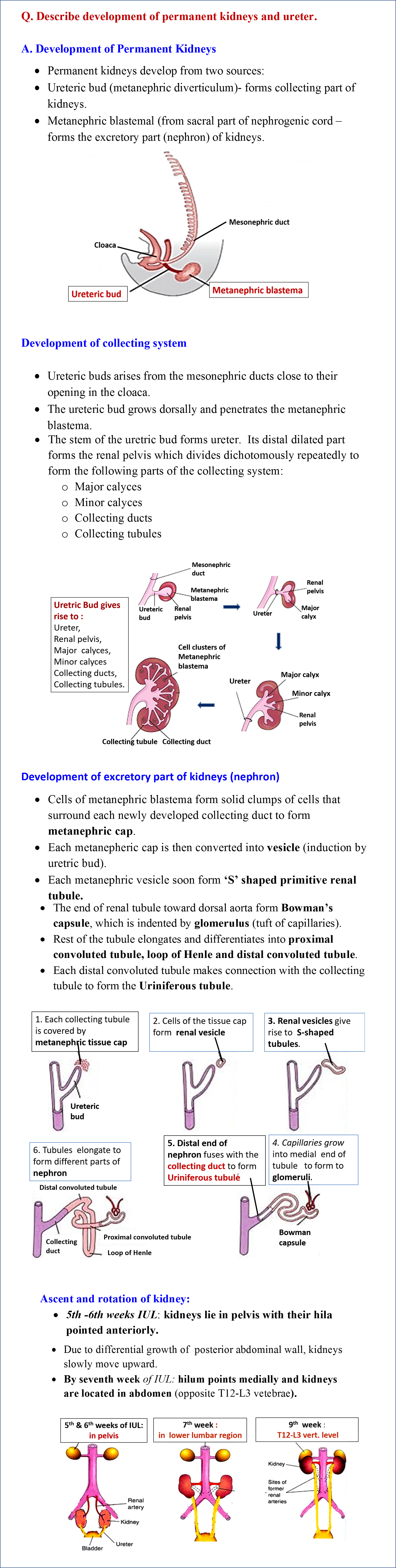 Development of permanent kidney and ureter