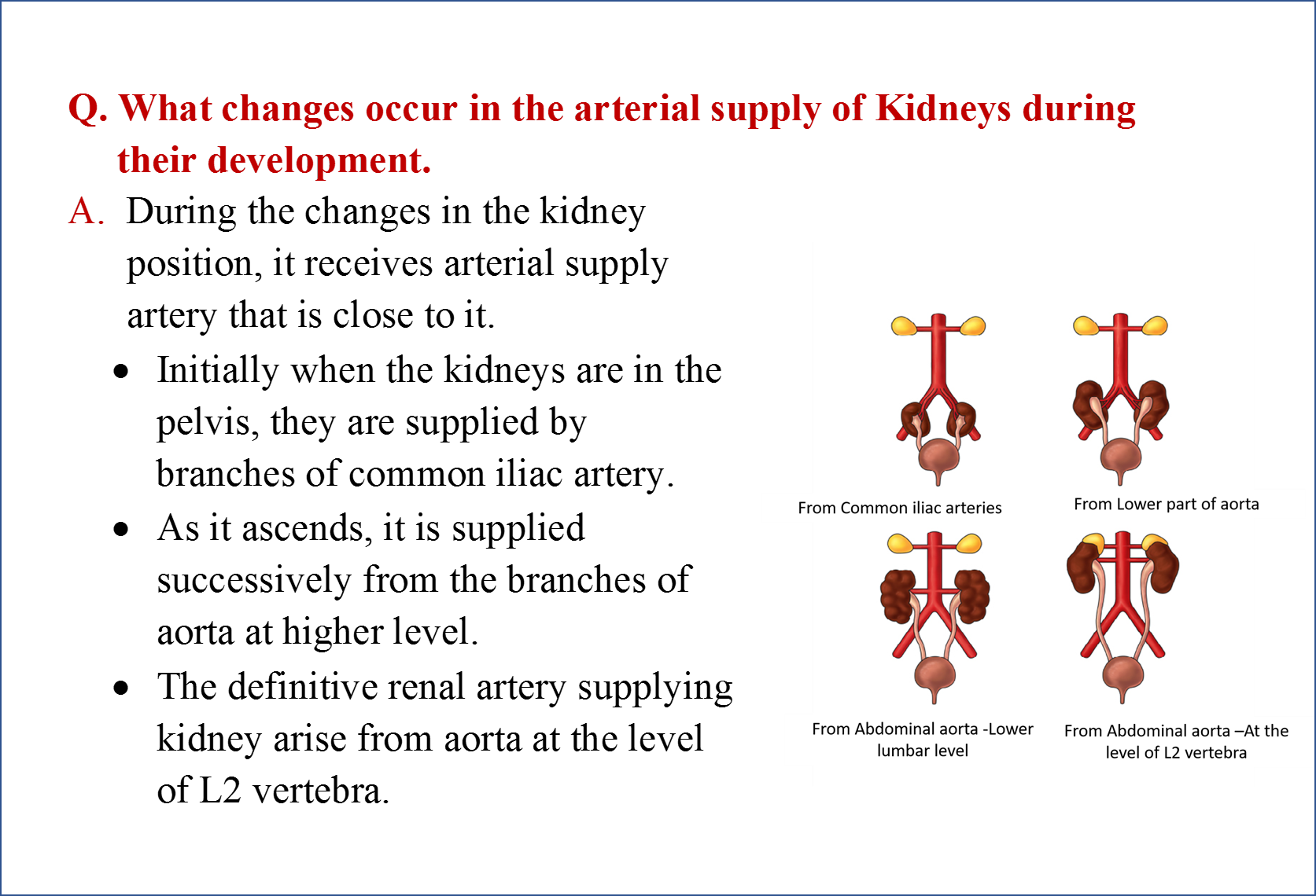 Arterial Supply of Developing and Adult Kidney