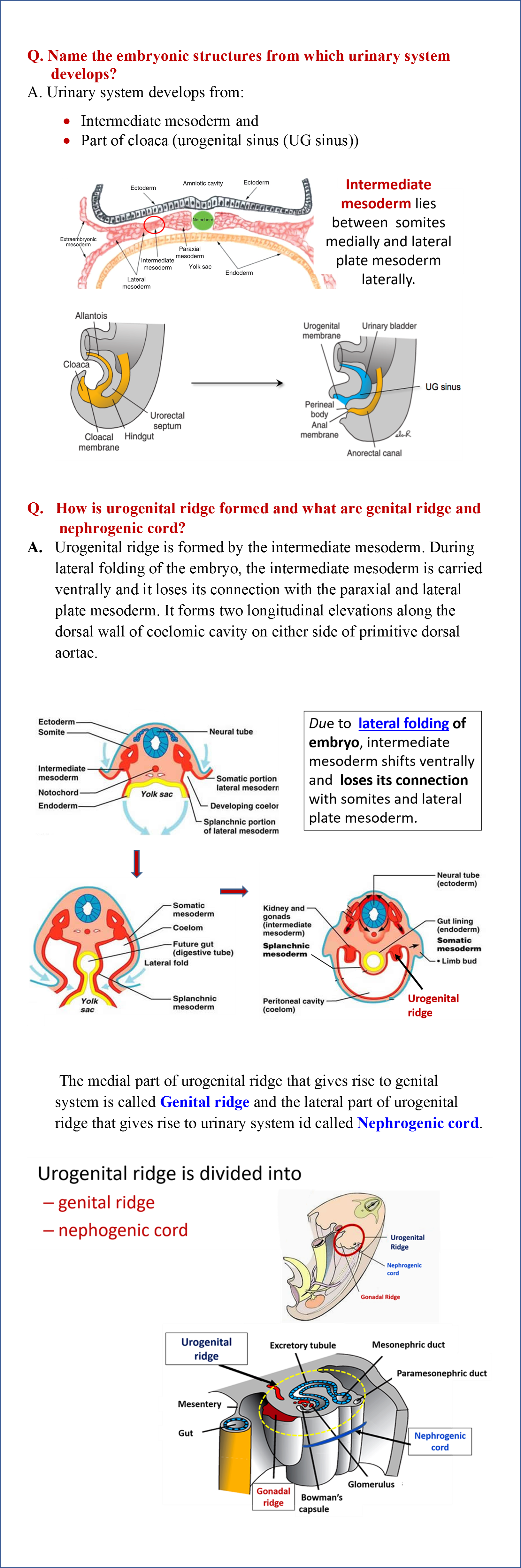 Formation of urogenital ridge- genital ridge and nephrogenic cord