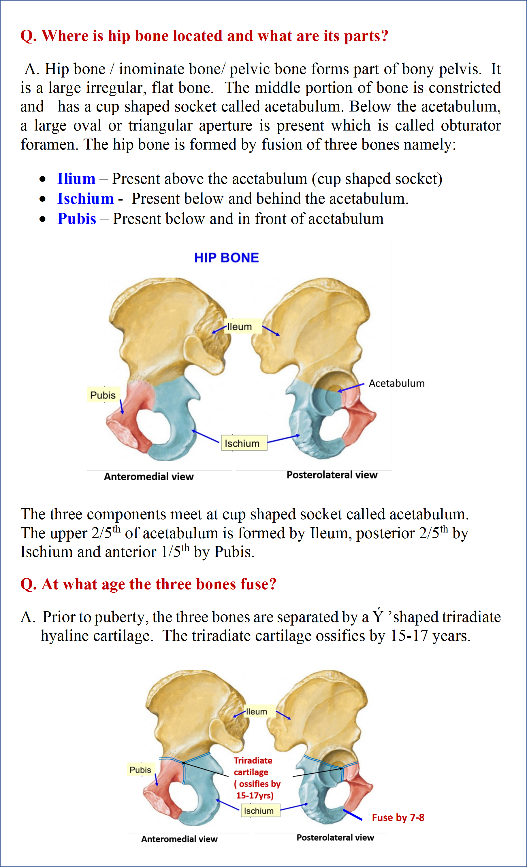 Parts of Hip bone