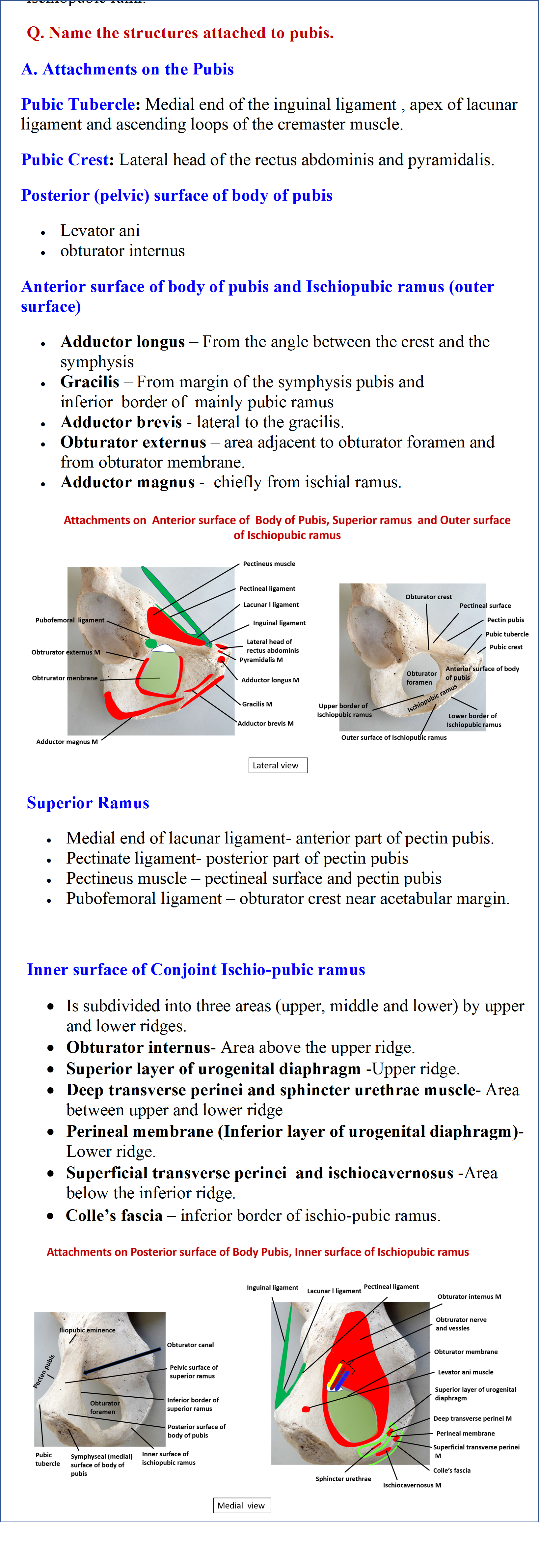 Muscles and ligaments attached to pubic part of hip bone