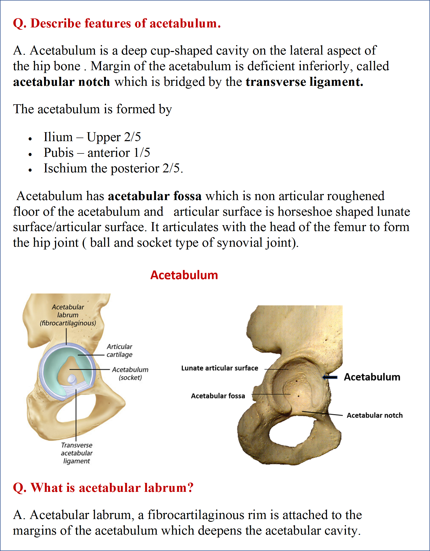 Acetabulum of hip bone
