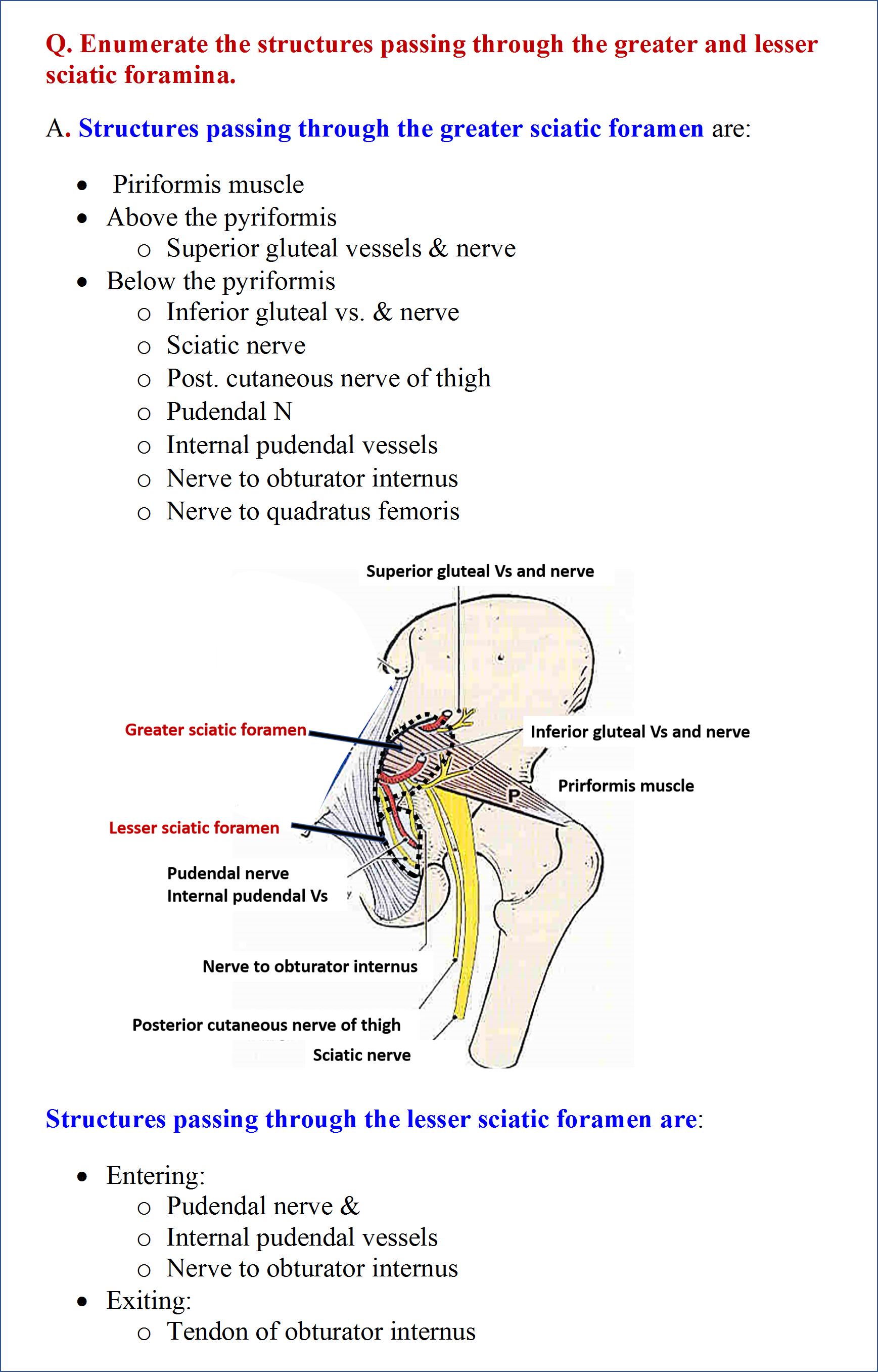 Structures Passing Through the Greater and lesser Sciatic Foramen