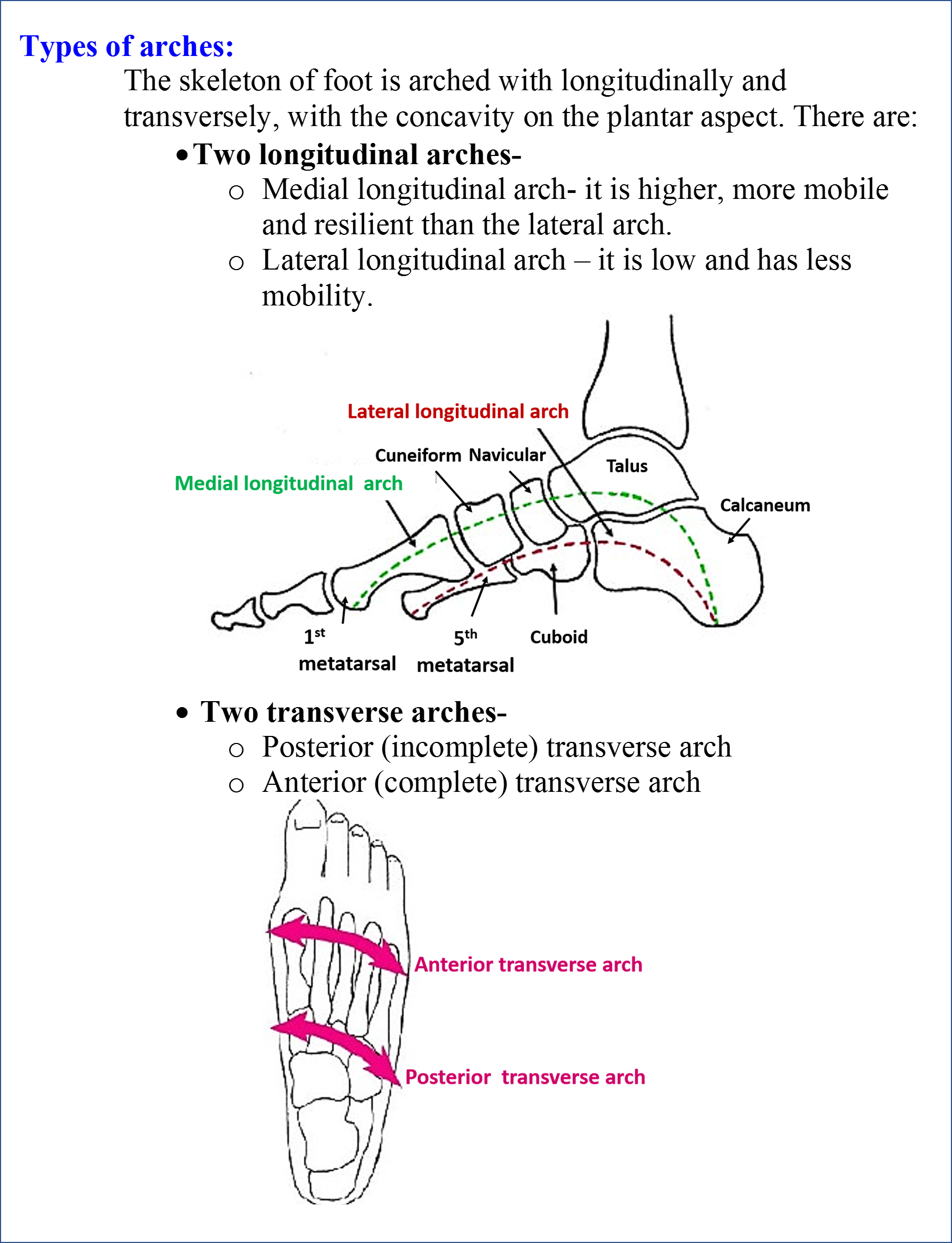 Types of arches of foot
