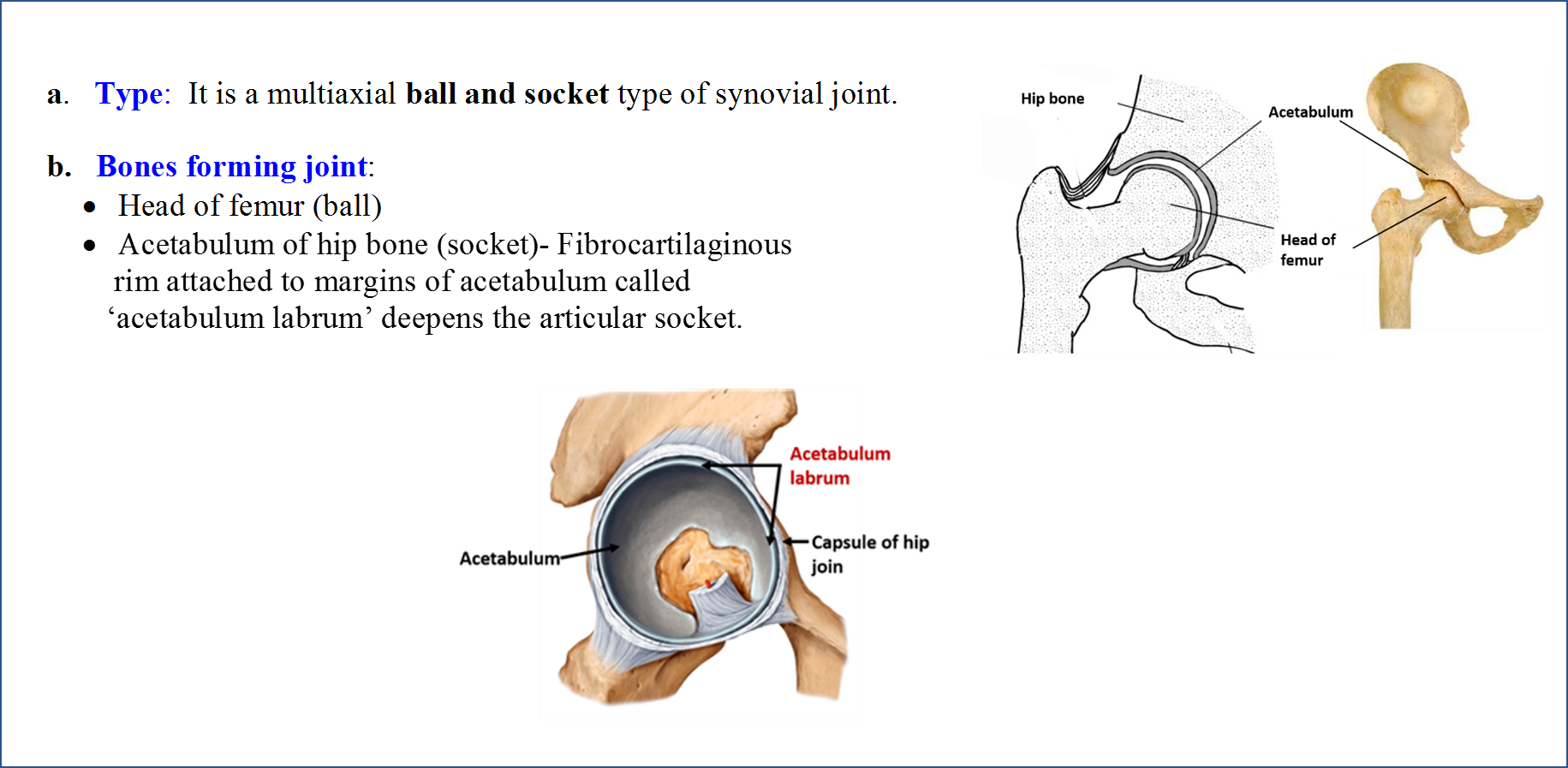 Hip Joint Type Articular Bone Ligaments And Movements Anatomy Qa