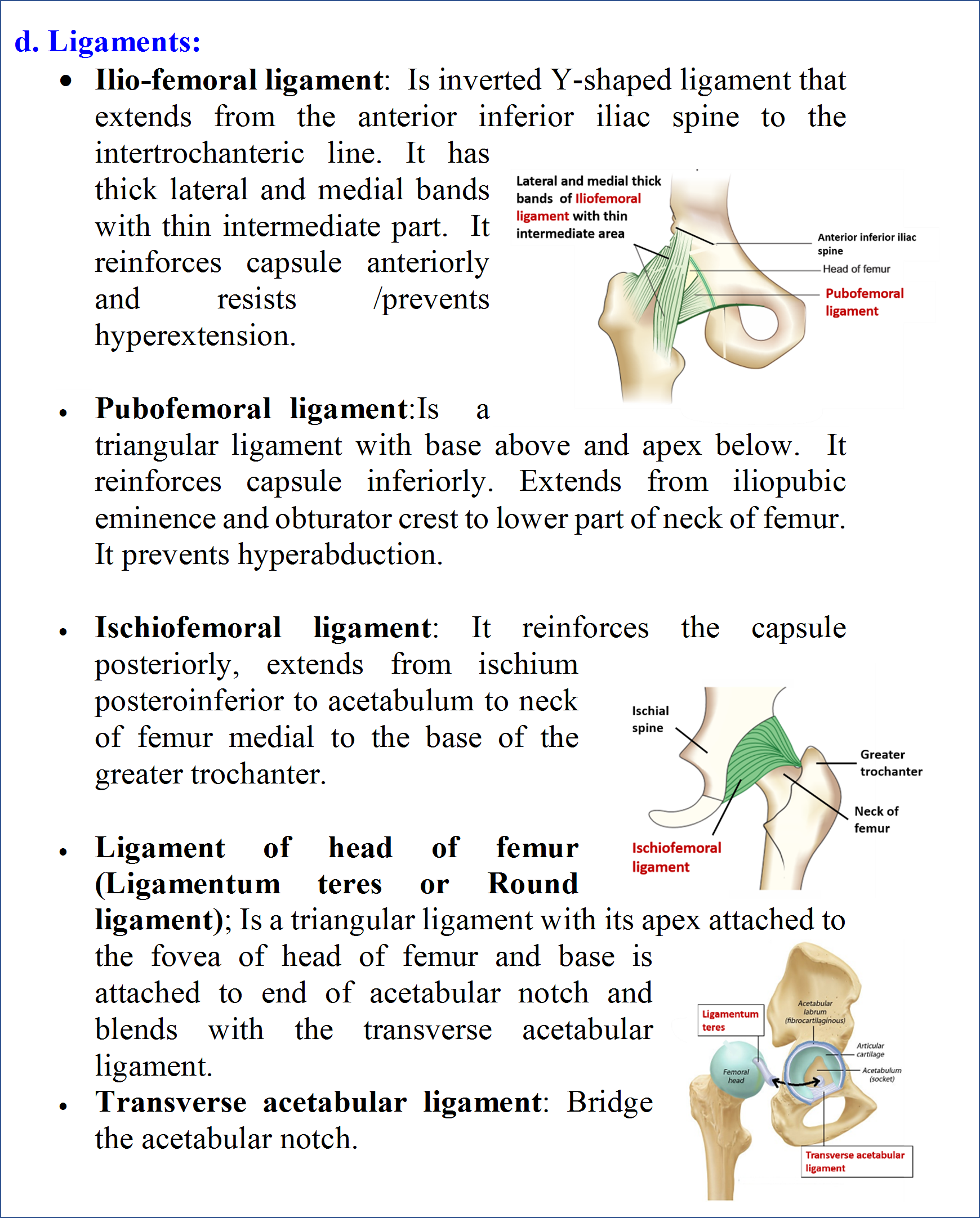 Ligaments of hip joint