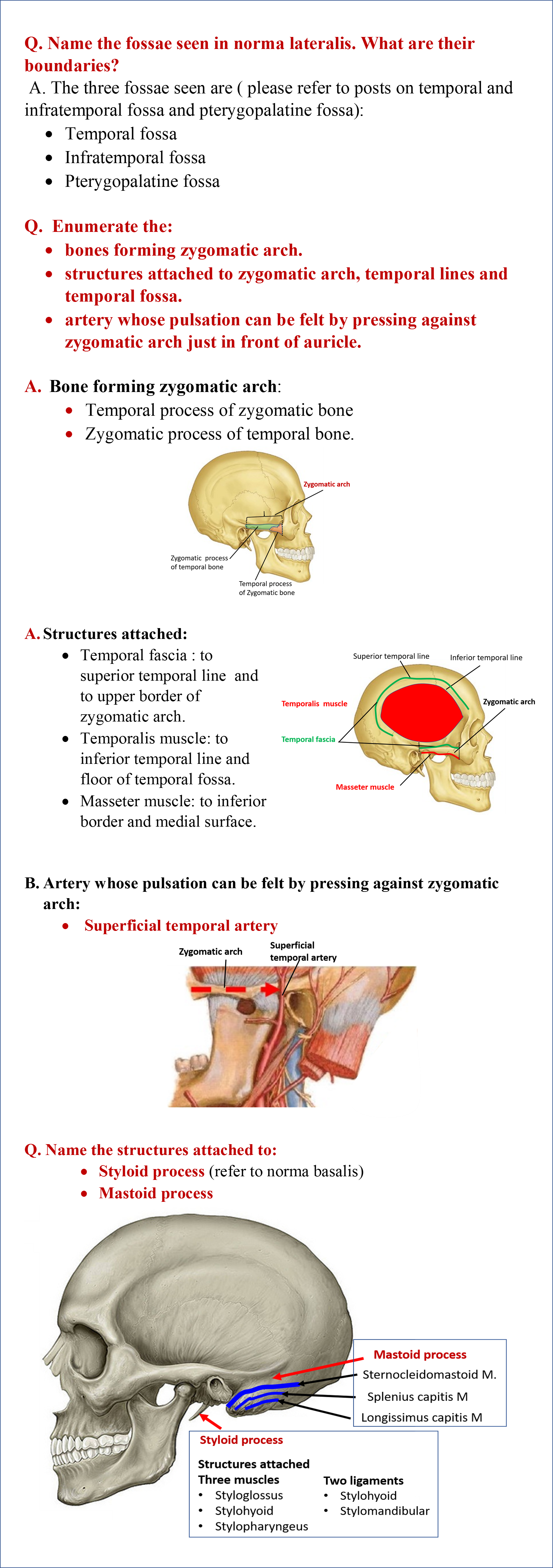 attachments of mastoid  and styloid process