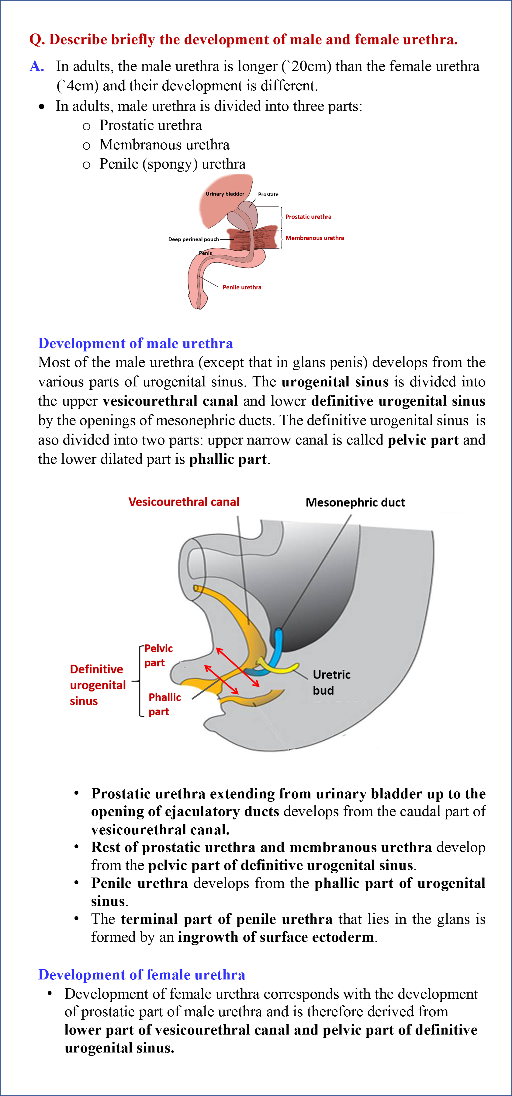 Development of Urinary Bladder and Urethra – Anatomy QA