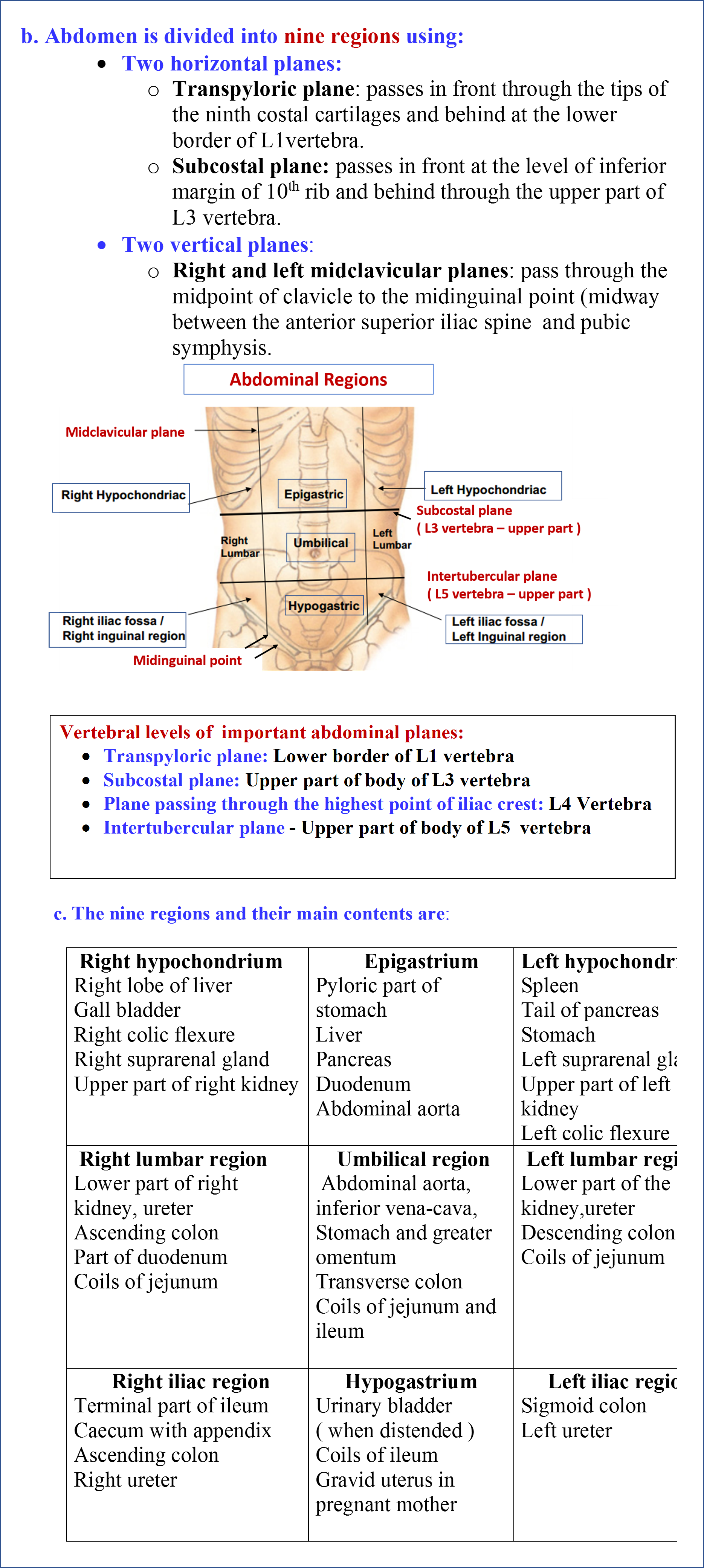 Anterior Abdominal Wall - Anatomy QA